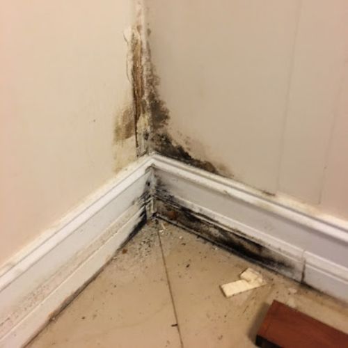 Mold Remediation in Cumming, GA